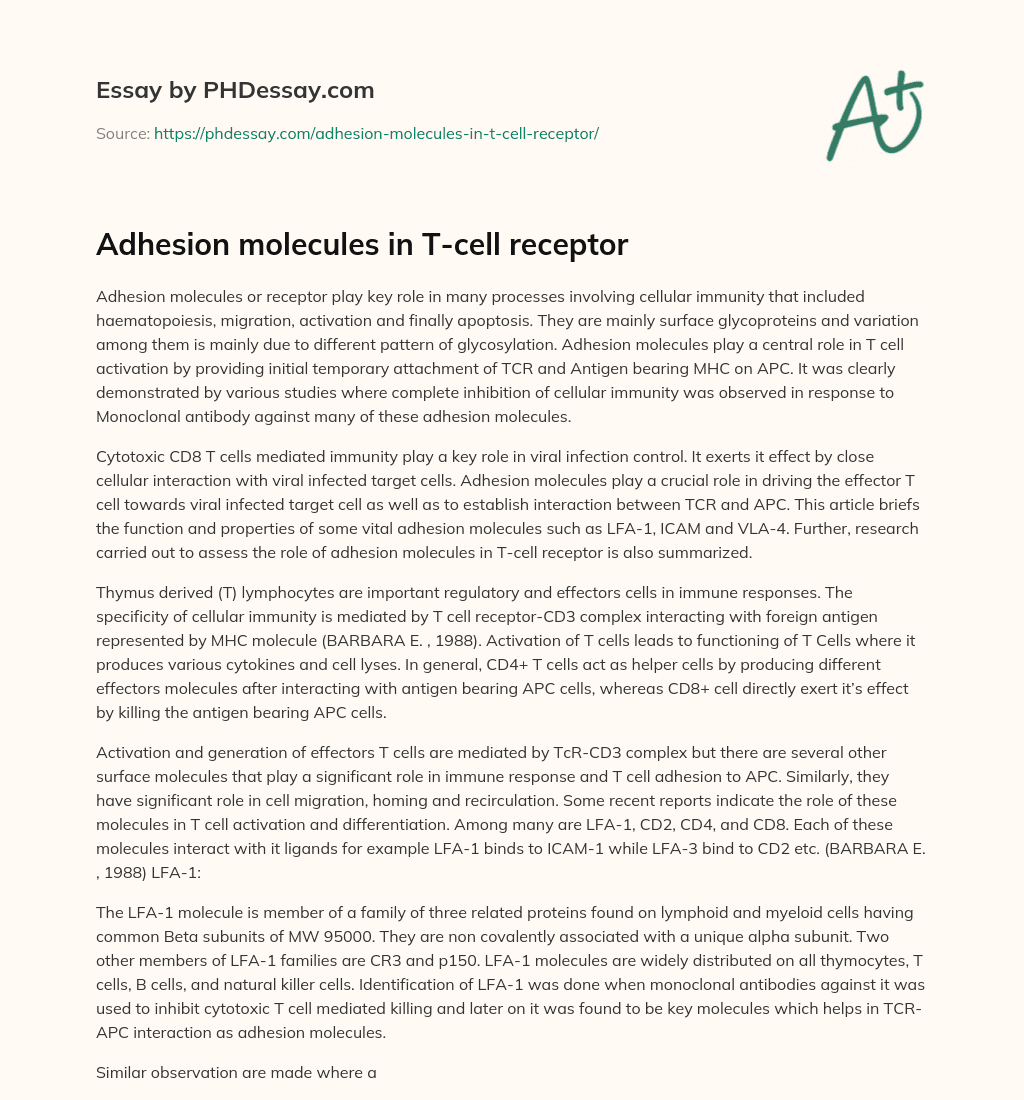 Adhesion molecules in T-cell receptor essay