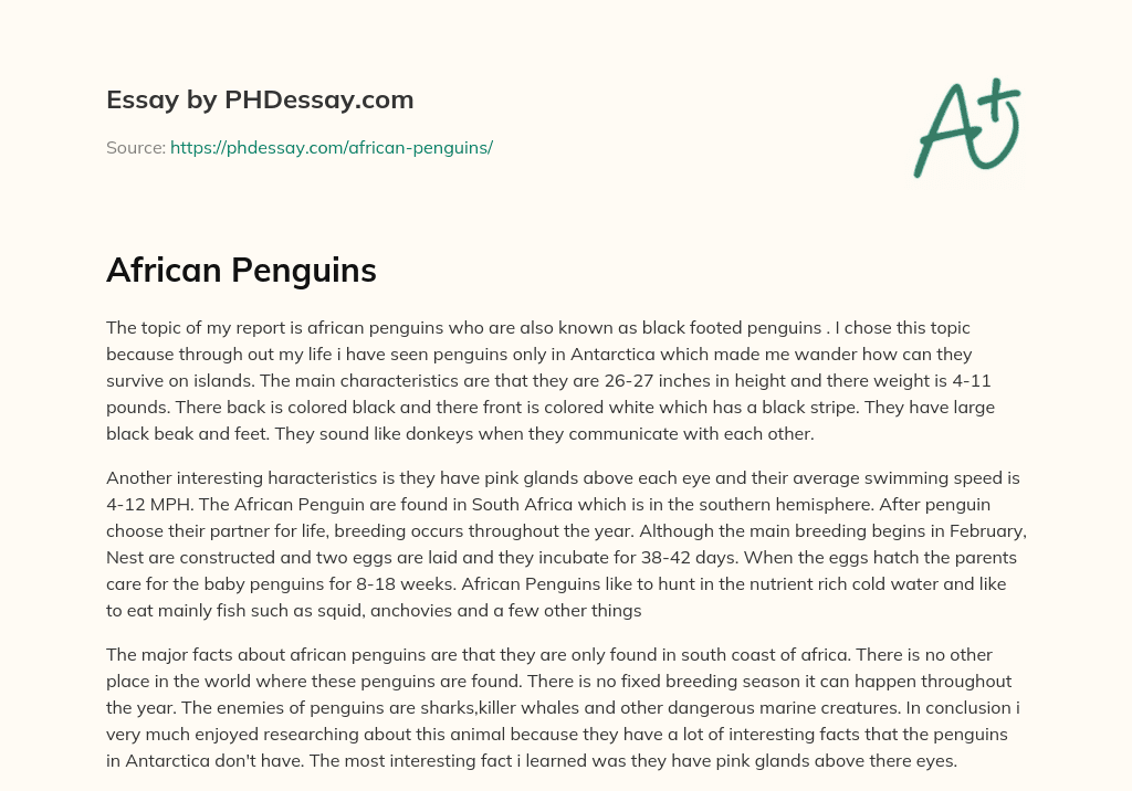 African Penguins essay