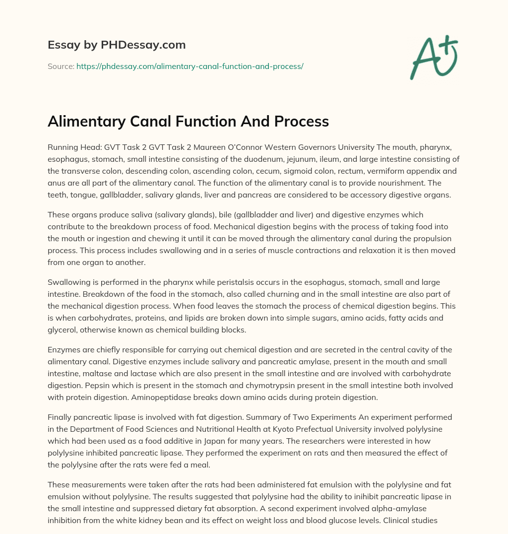 Alimentary Canal Function And Process essay