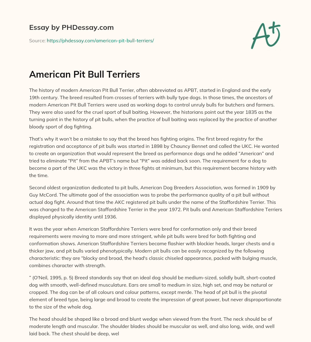 American Pit Bull Terriers essay
