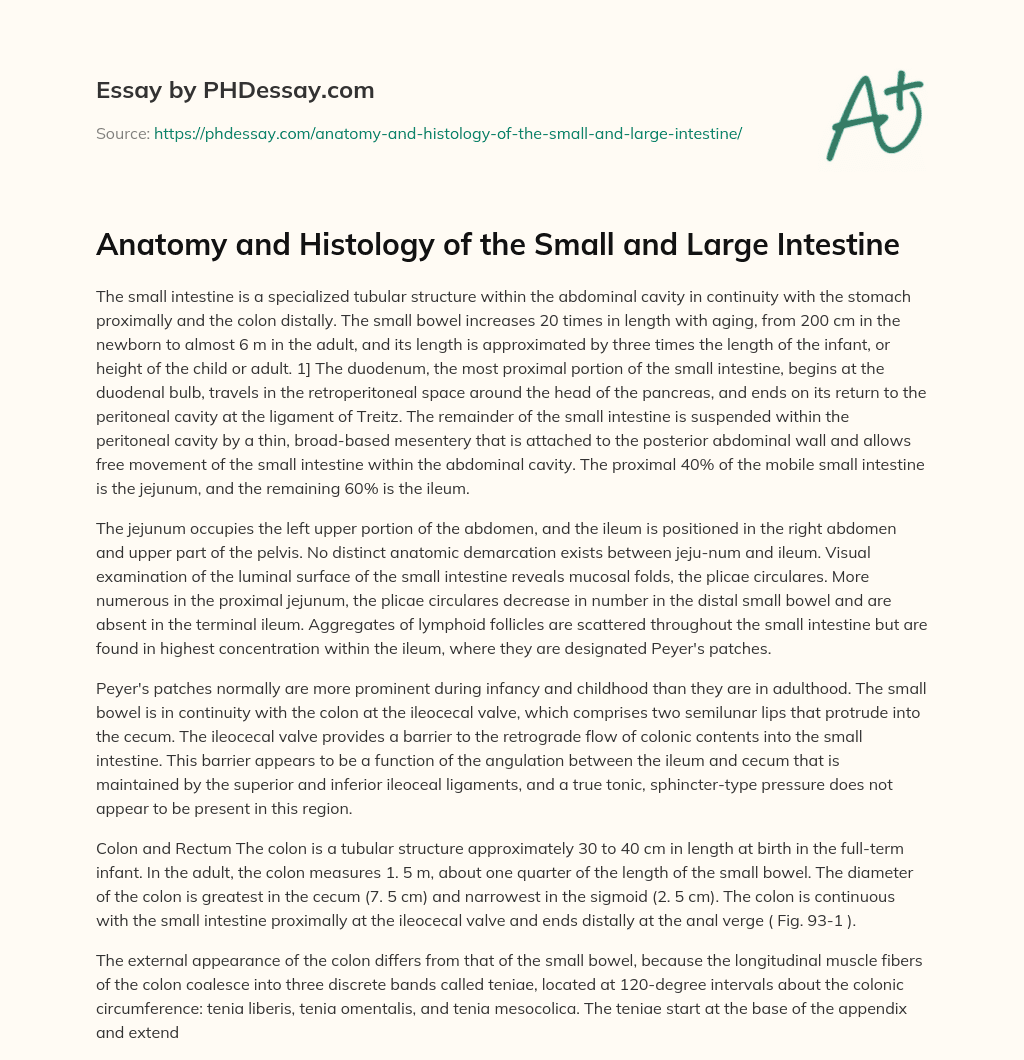 Anatomy and Histology of the Small and Large Intestine essay