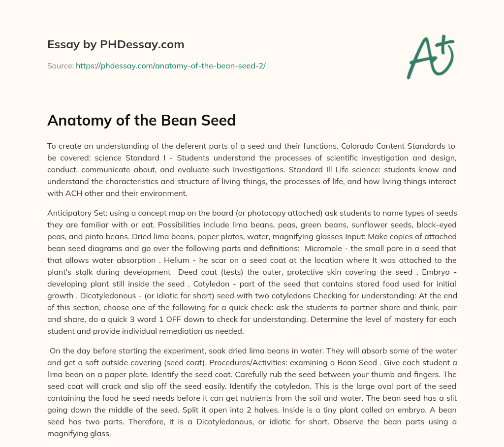 Anatomy of the Bean Seed essay