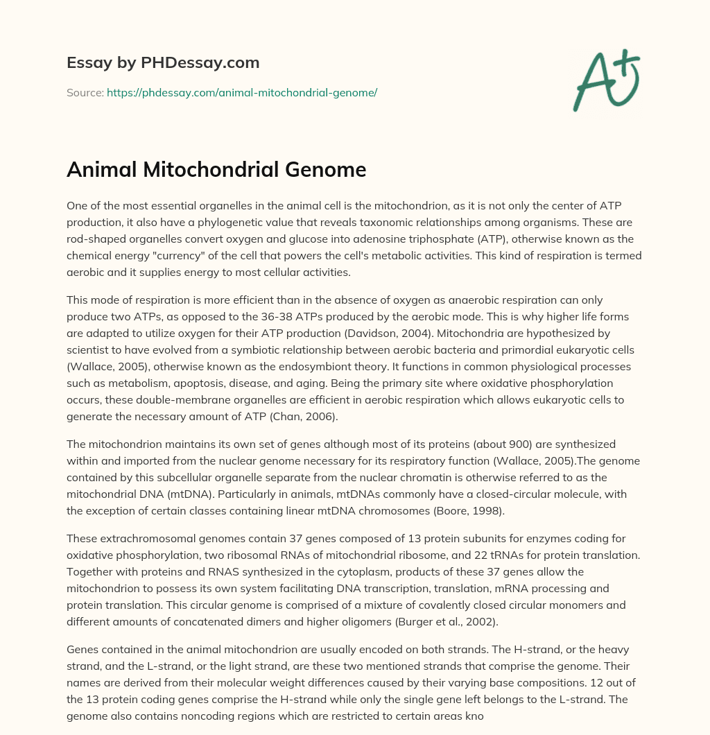 Animal Mitochondrial Genome essay