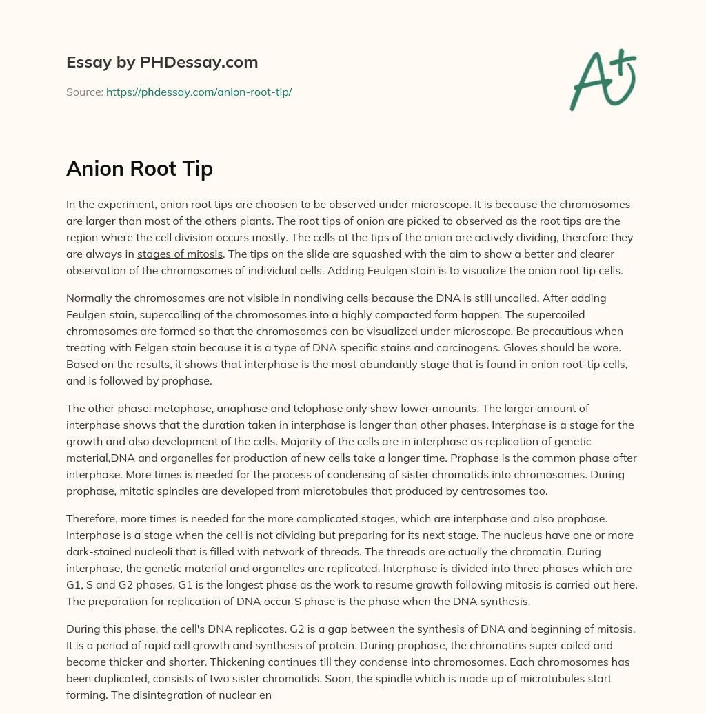Anion Root Tip essay