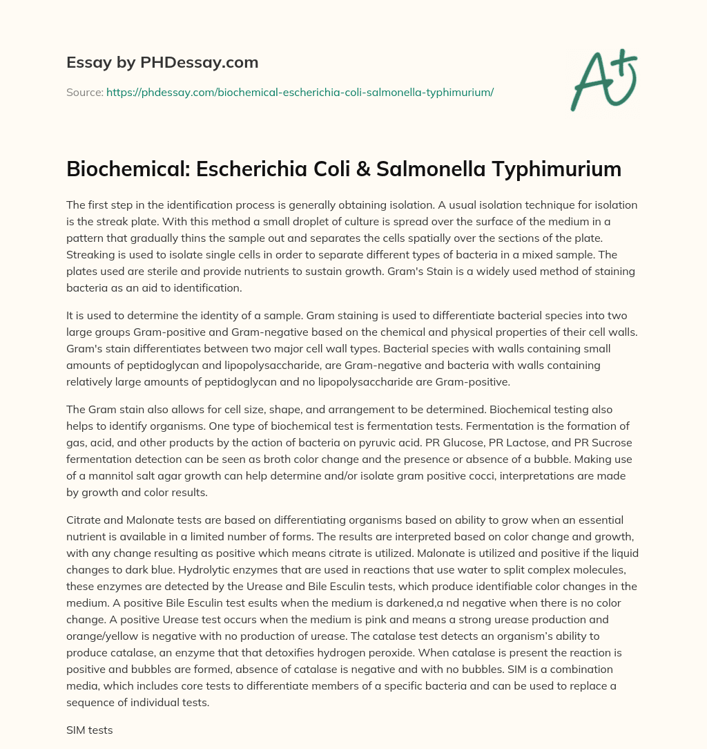 Biochemical: Escherichia Coli & Salmonella Typhimurium essay