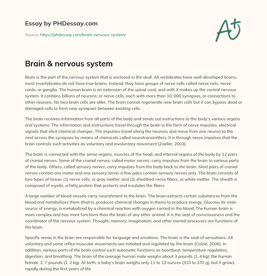 Brain & nervous system essay