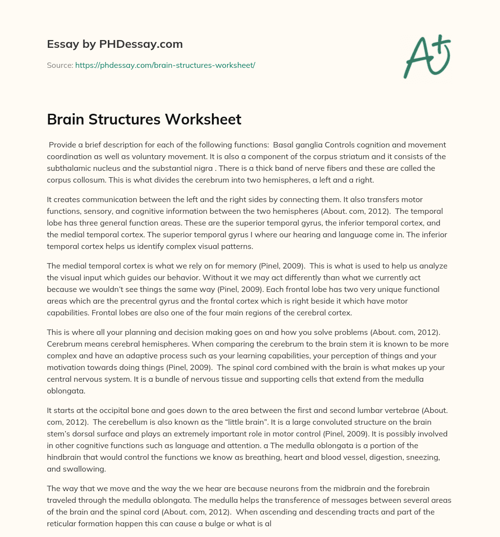 Brain Structures Worksheet essay