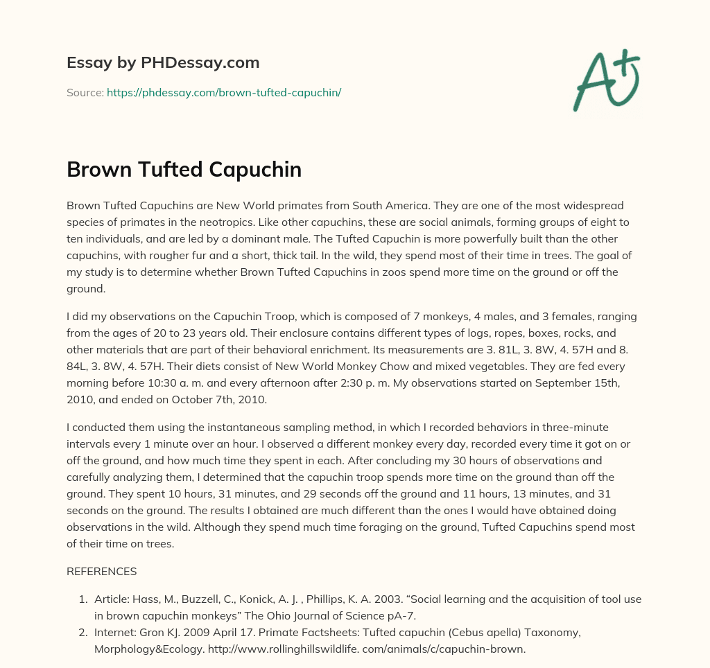 Brown Tufted Capuchin essay