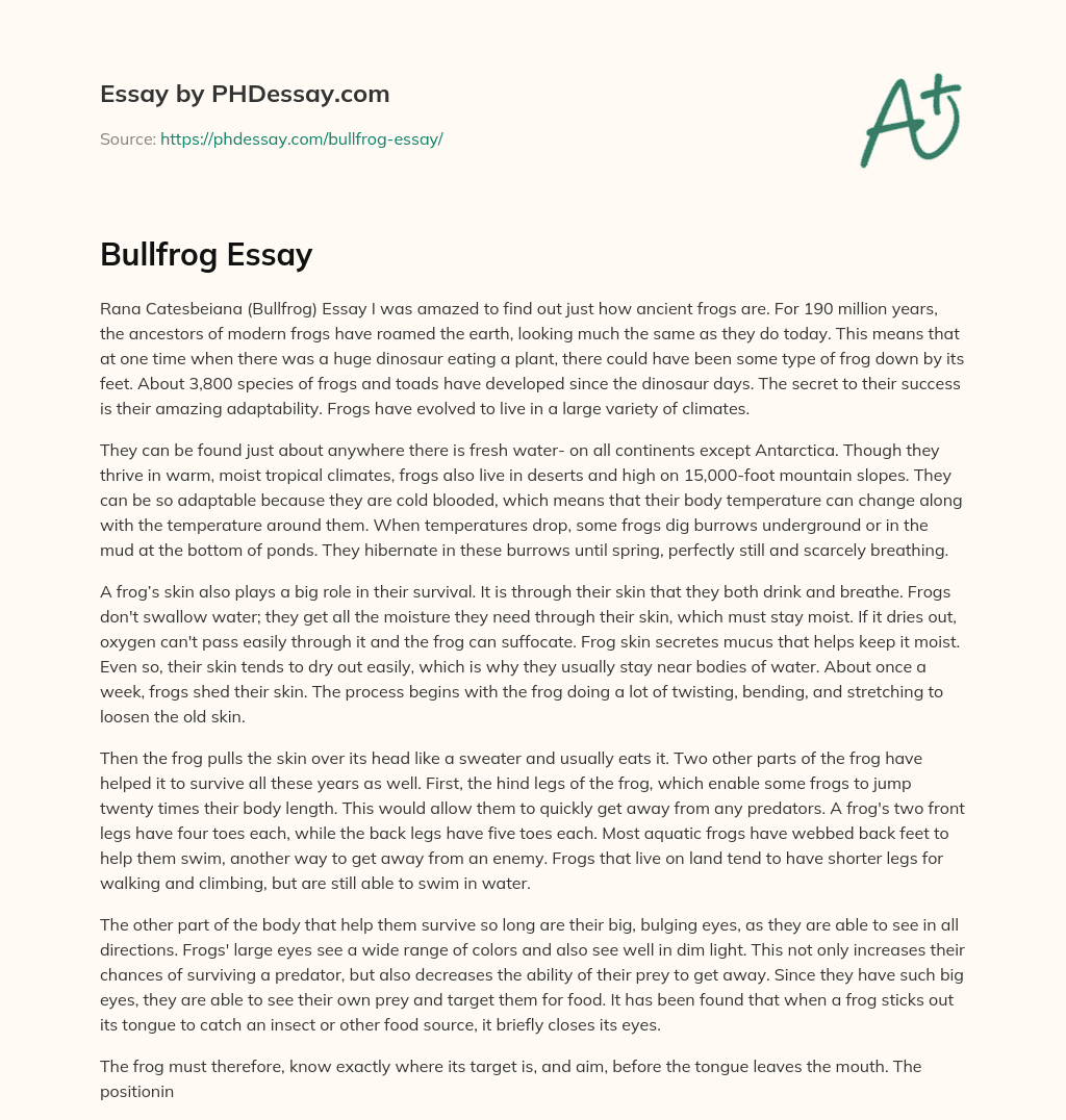 Bullfrog Essay essay