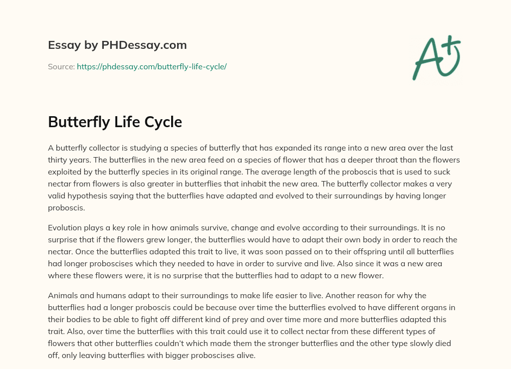 Butterfly Life Cycle essay