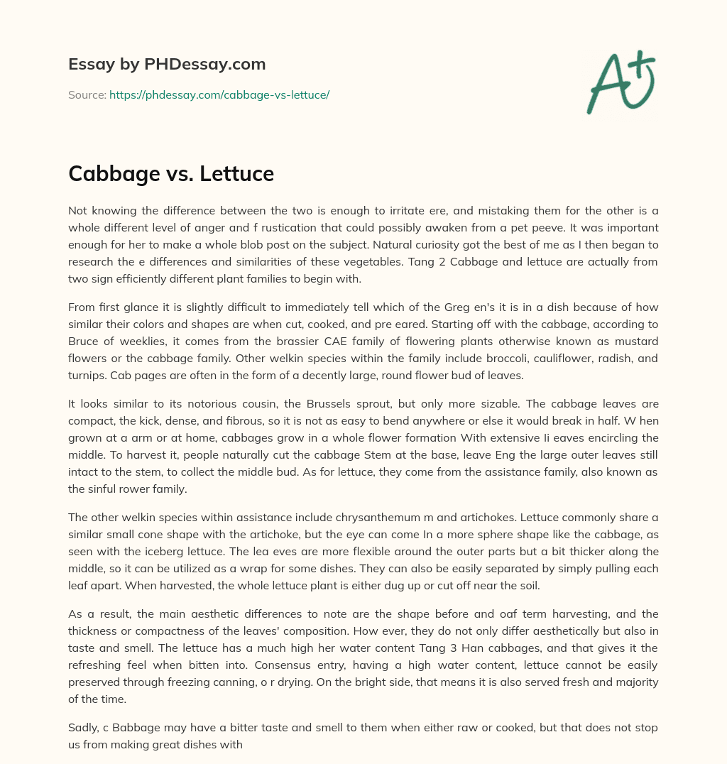 Cabbage vs. Lettuce essay