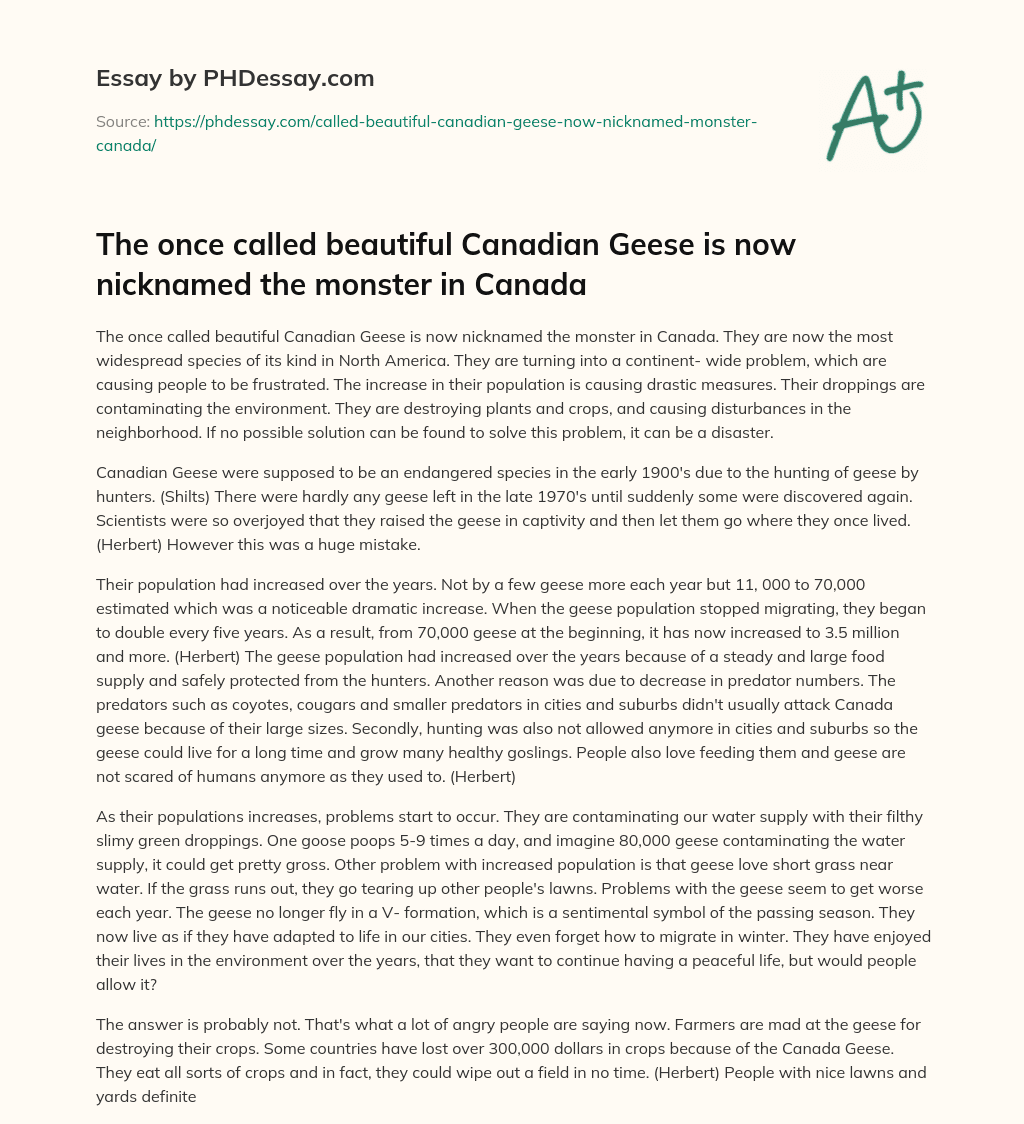 The once called beautiful Canadian Geese is now nicknamed the monster in Canada essay