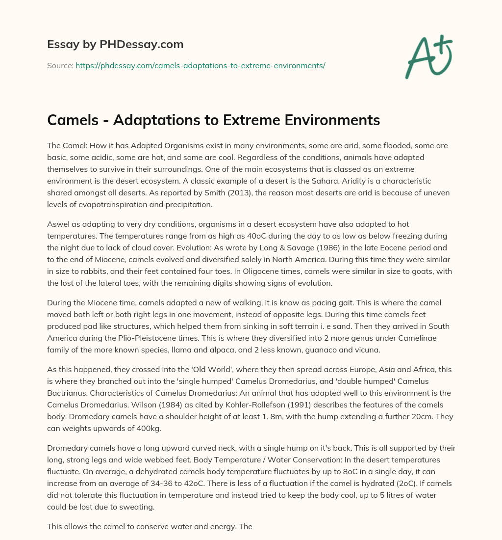 Camels – Adaptations to Extreme Environments essay