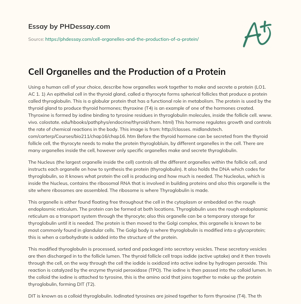 Cell Organelles and the Production of a Protein essay