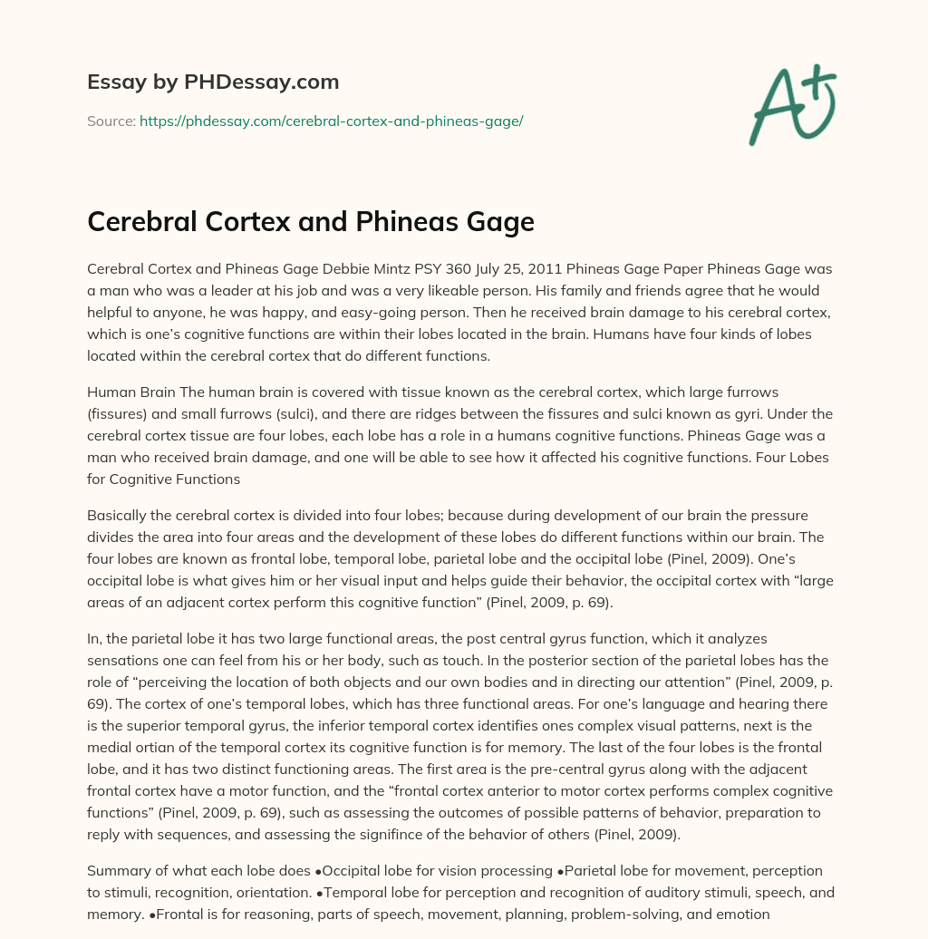 Cerebral Cortex and Phineas Gage essay