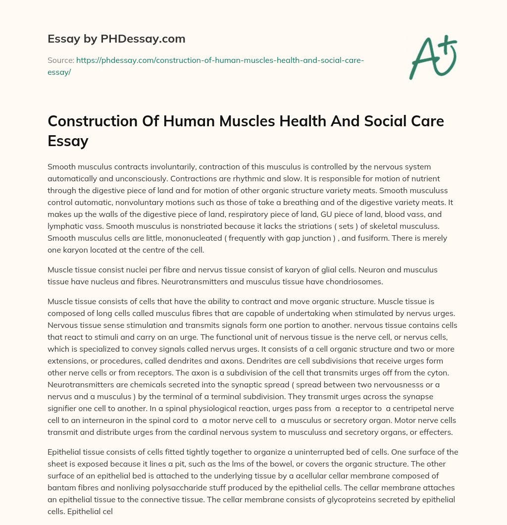 Construction Of Human Muscles Health And Social Care Essay essay