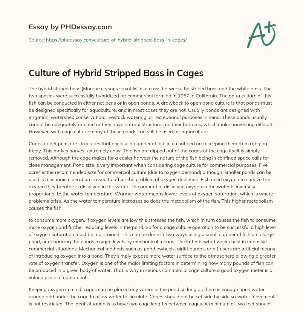 Culture of Hybrid Stripped Bass in Cages essay