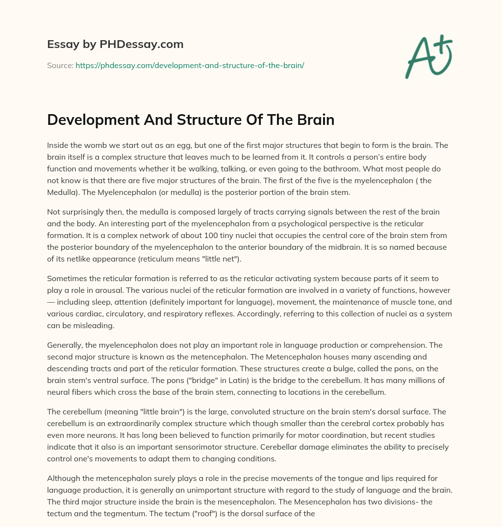 Development And Structure Of The Brain essay