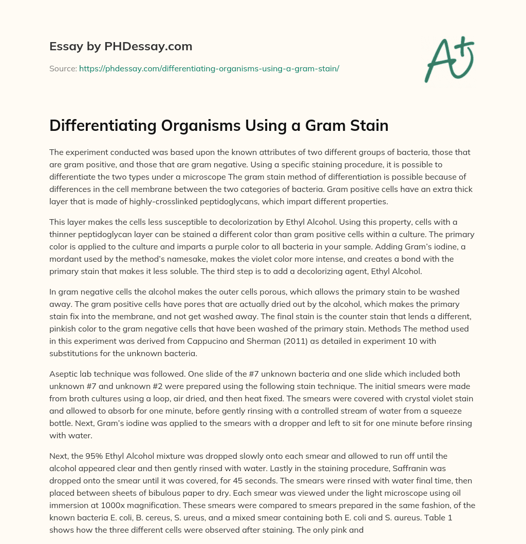 Differentiating Organisms Using a Gram Stain essay