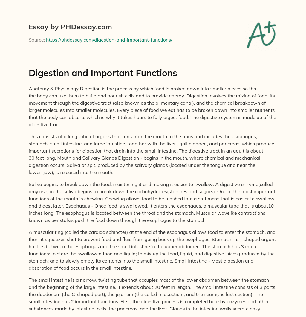 Digestion and Important Functions essay