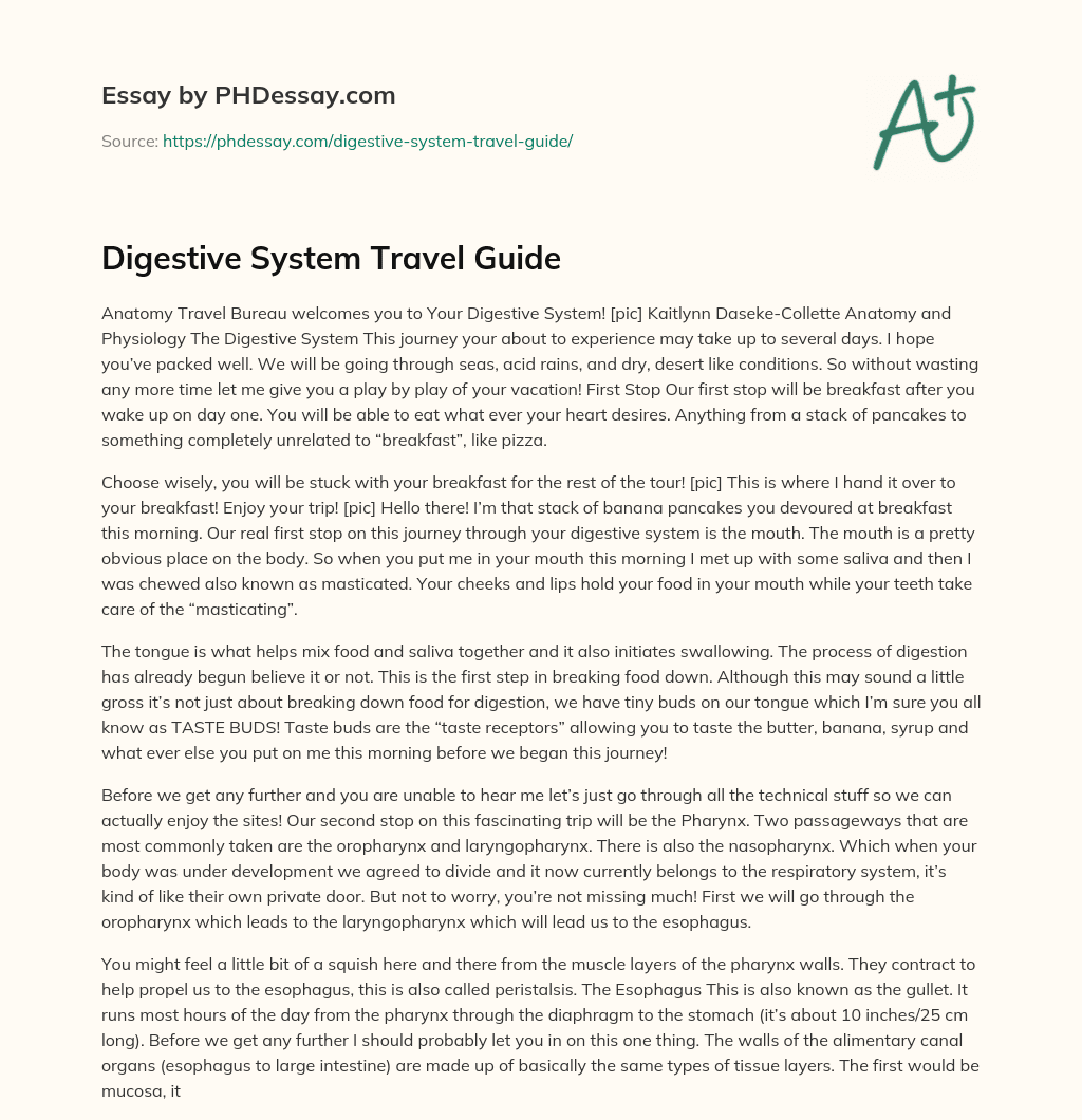 Digestive System Travel Guide essay