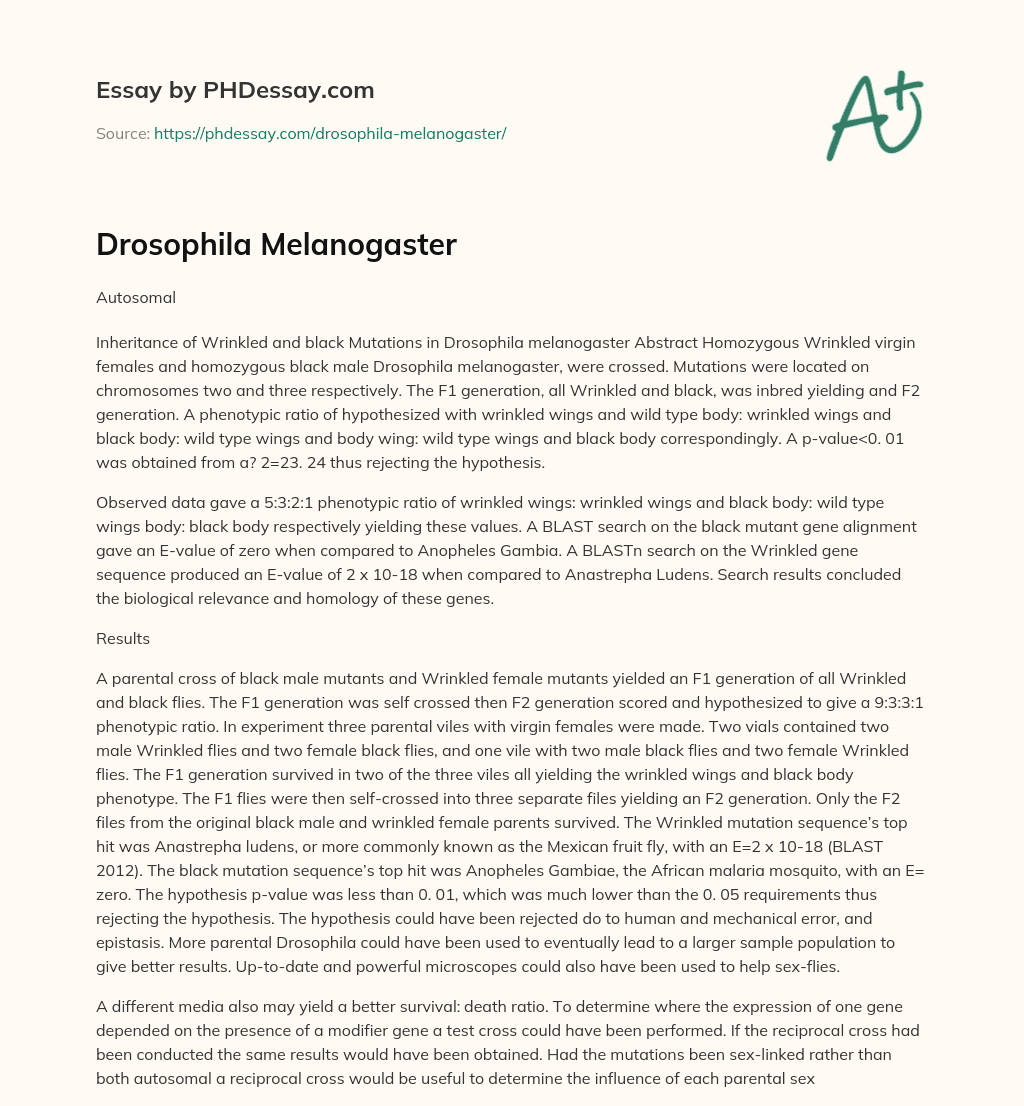 Drosophila Melanogaster essay