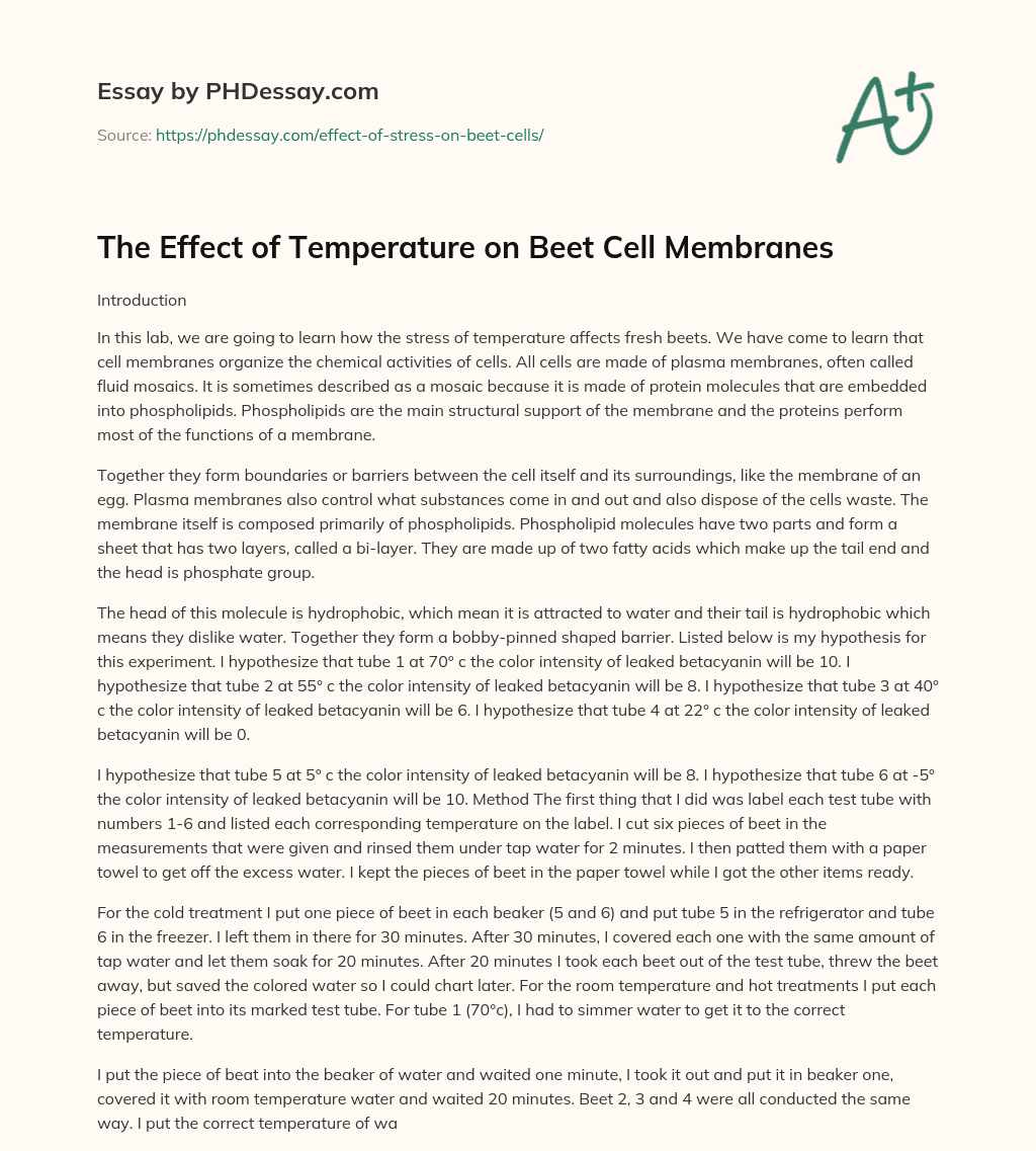 The Effect of Temperature on Beet Cell Membranes essay
