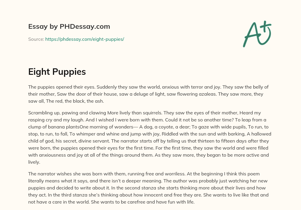 Eight Puppies essay