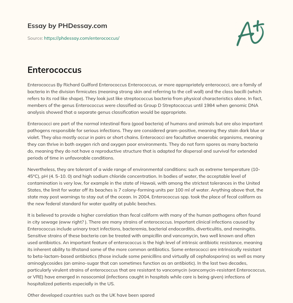 Enterococcus essay