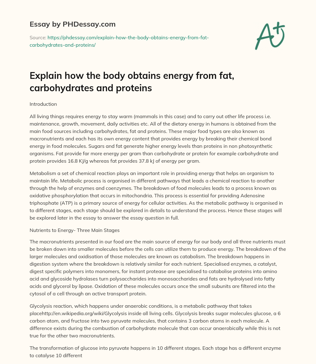 Explain how the body obtains energy from fat, carbohydrates and proteins essay