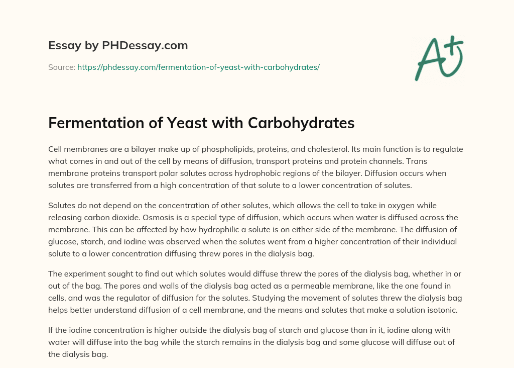 Fermentation of Yeast with Carbohydrates essay