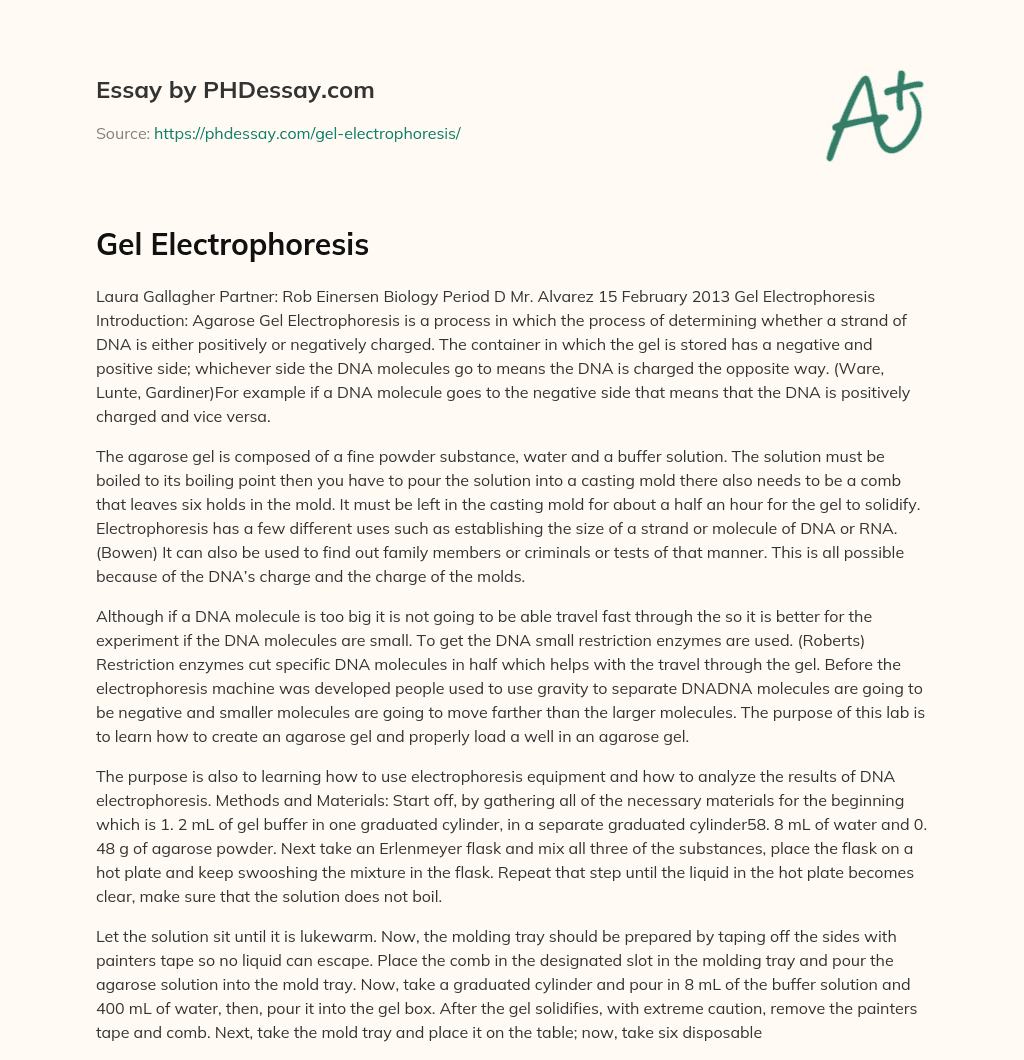 Gel Electrophoresis essay