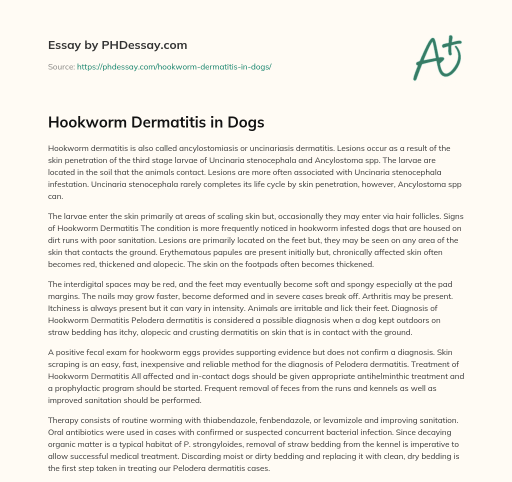 Hookworm Dermatitis in Dogs (400 Words) - PHDessay.com