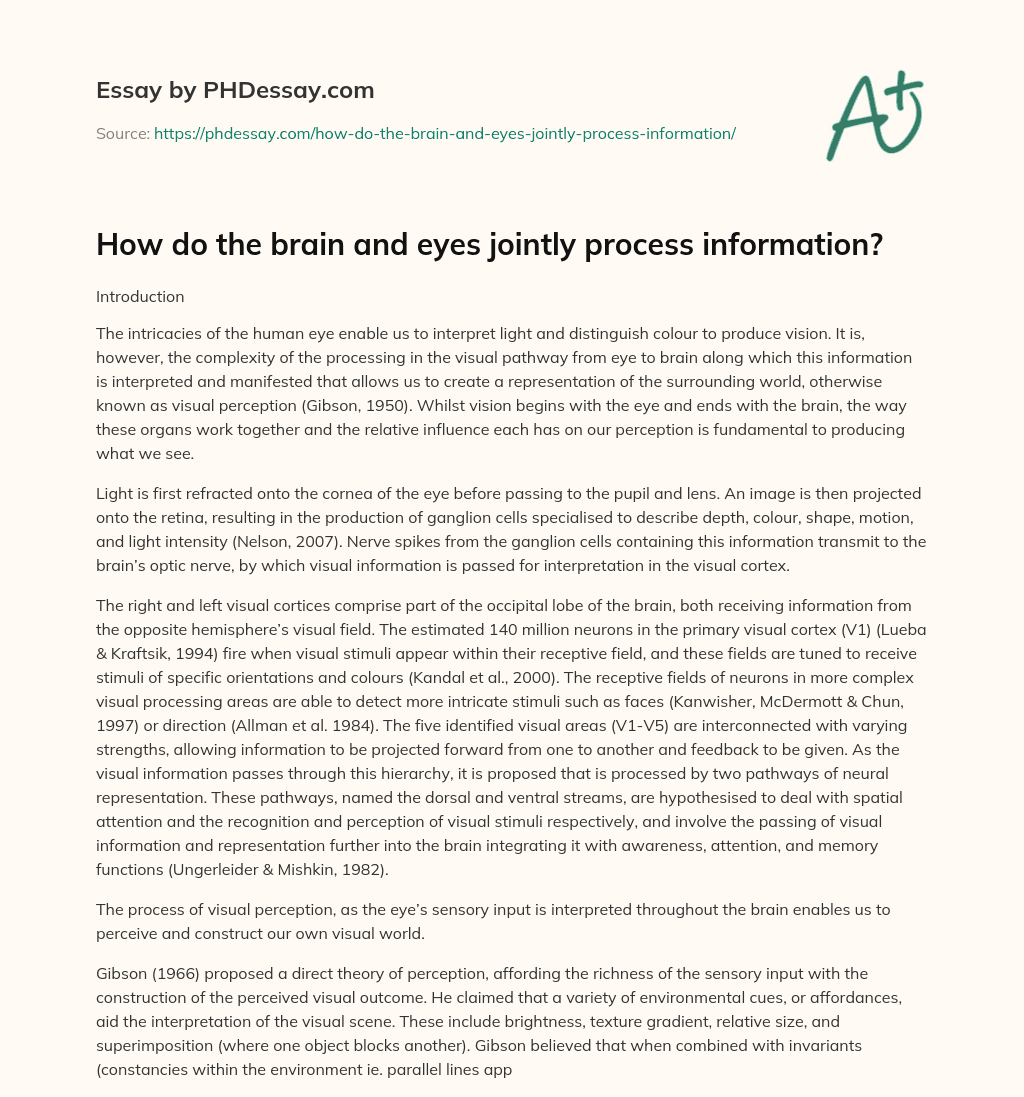 How do the brain and eyes jointly process information? essay