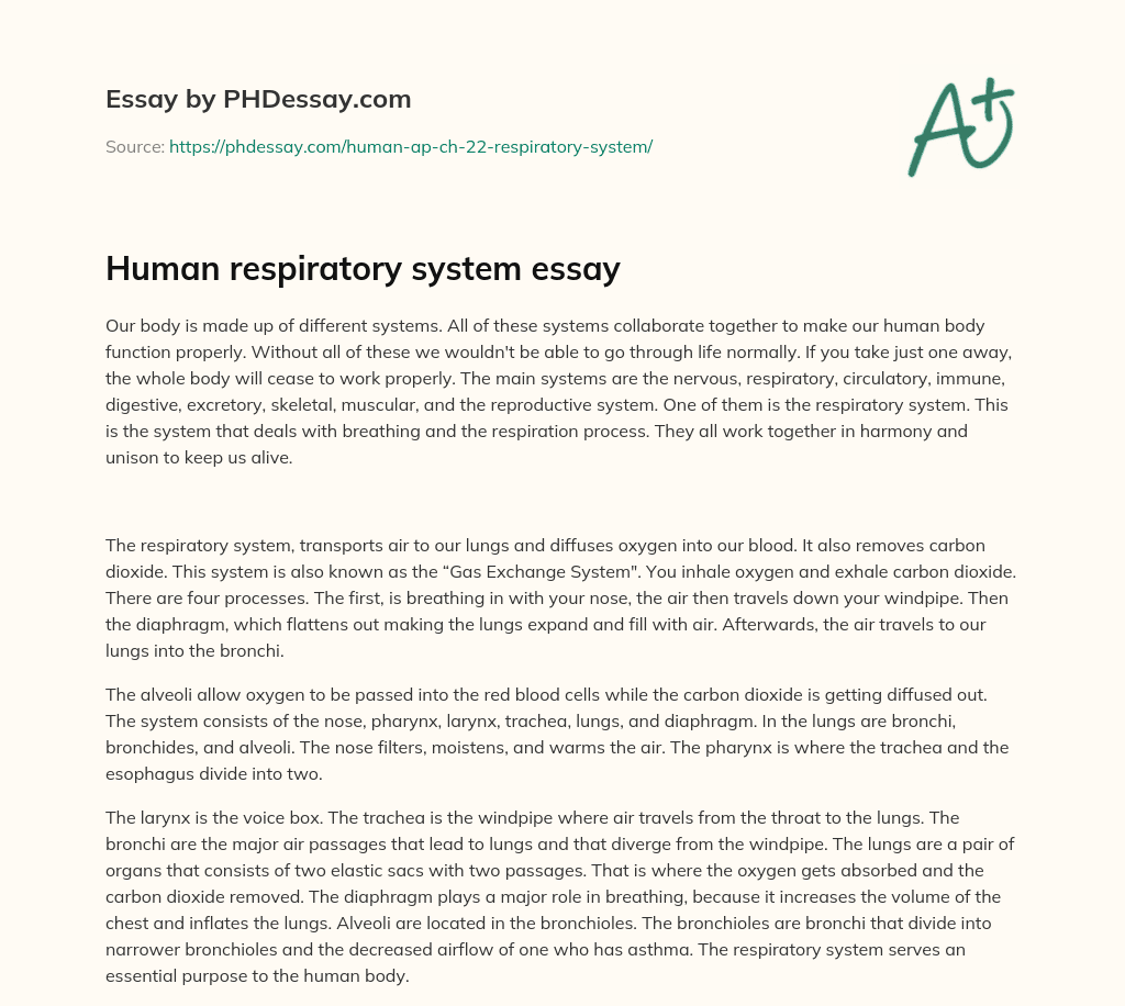 long essay about respiratory system