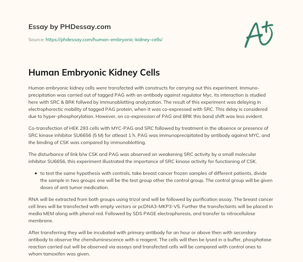 Human Embryonic Kidney Cells essay