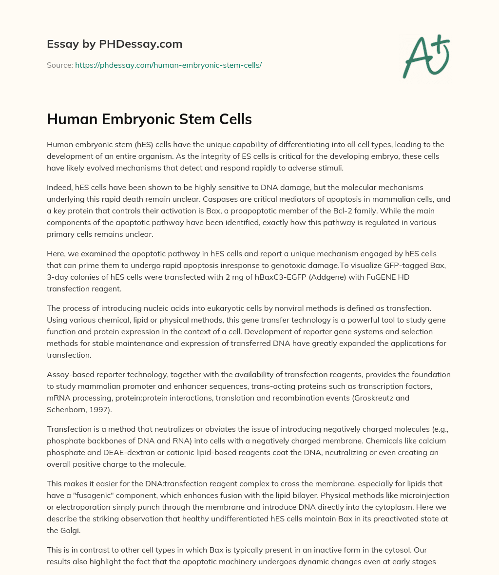 essay on embryonic stem cells