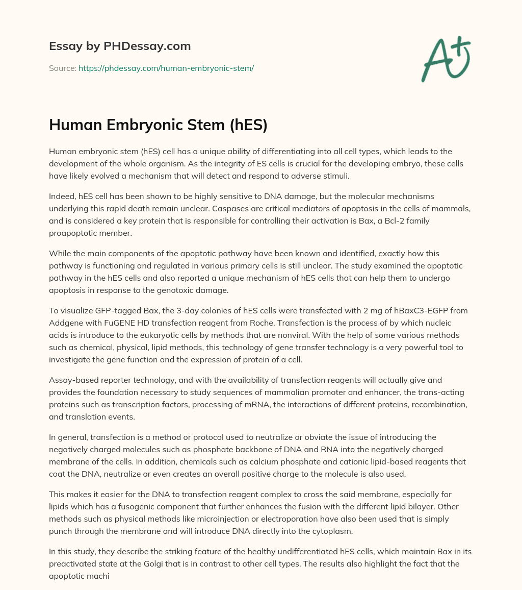 Human Embryonic Stem (hES) essay