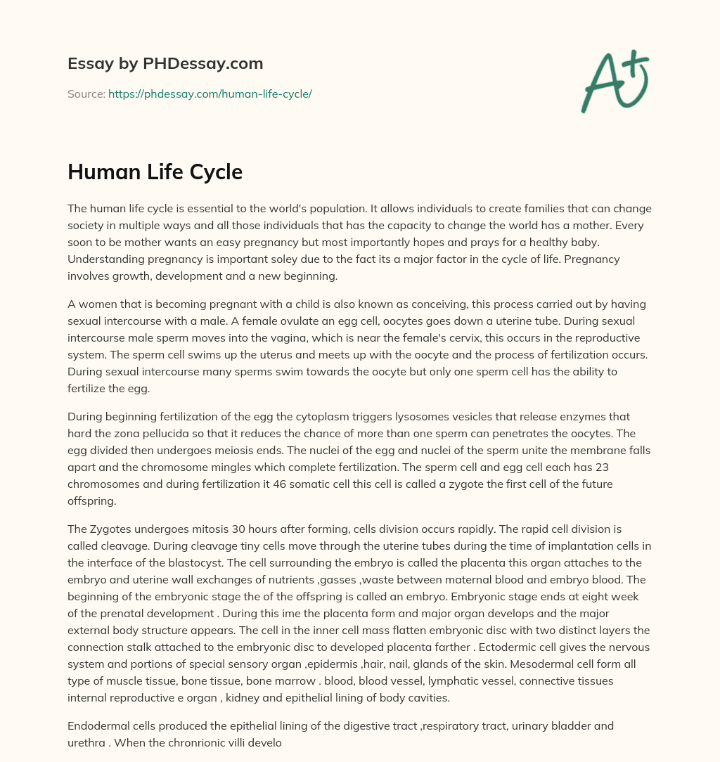 Human Life Cycle essay