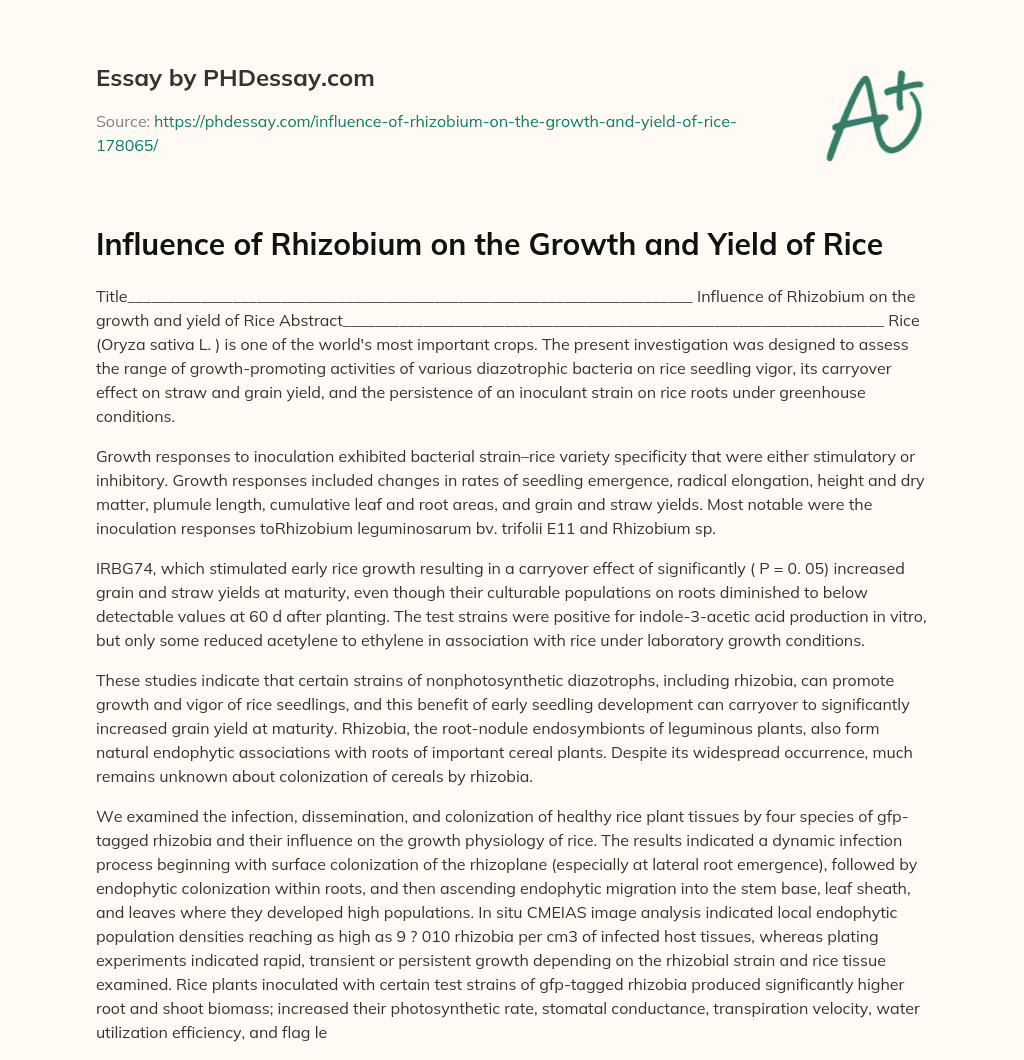 Influence of Rhizobium on the Growth and Yield of Rice essay