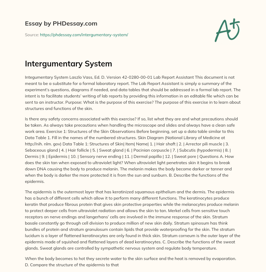 Intergumentary System essay