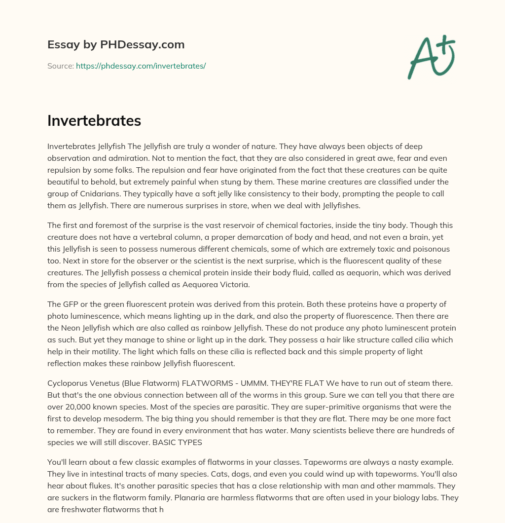 Invertebrates essay