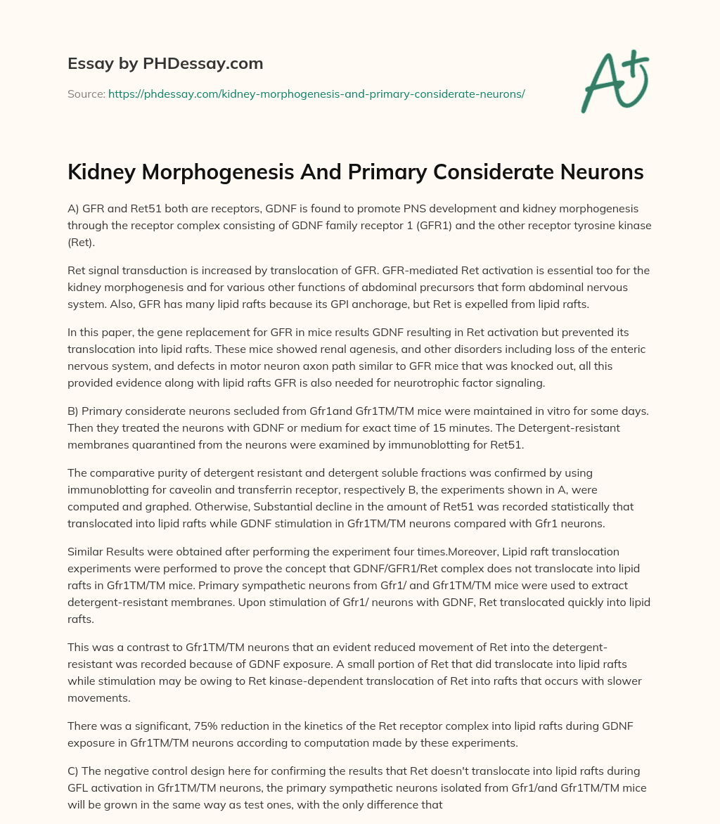 Kidney Morphogenesis And Primary Considerate Neurons essay