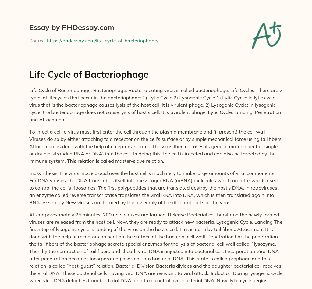 Life Cycle of Bacteriophage essay