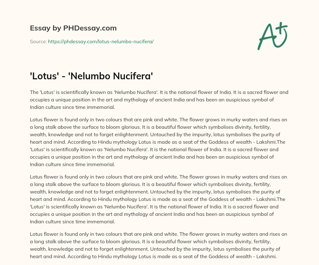 ‘Lotus’ – ‘Nelumbo Nucifera’ essay
