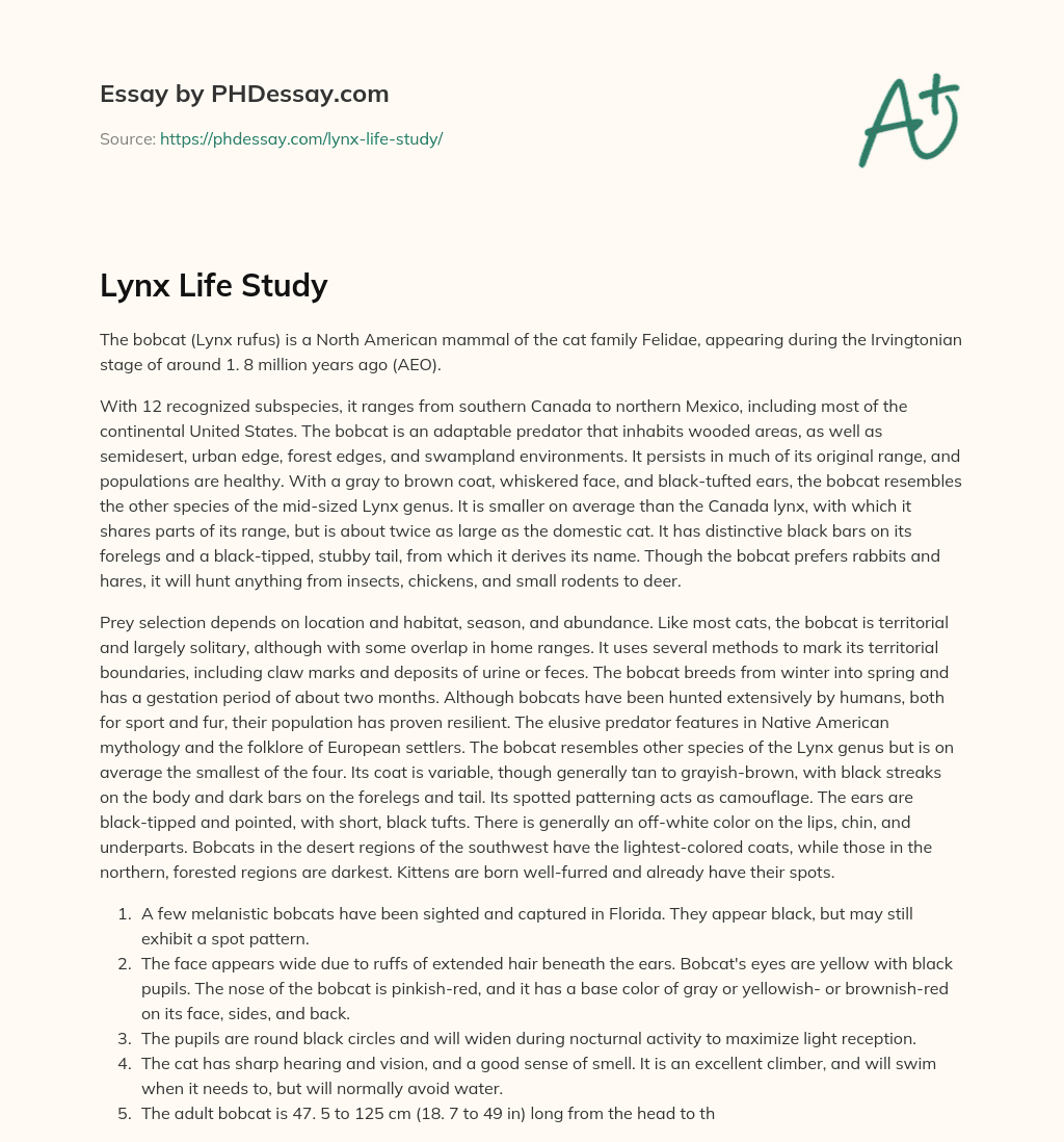 Lynx Life Study essay