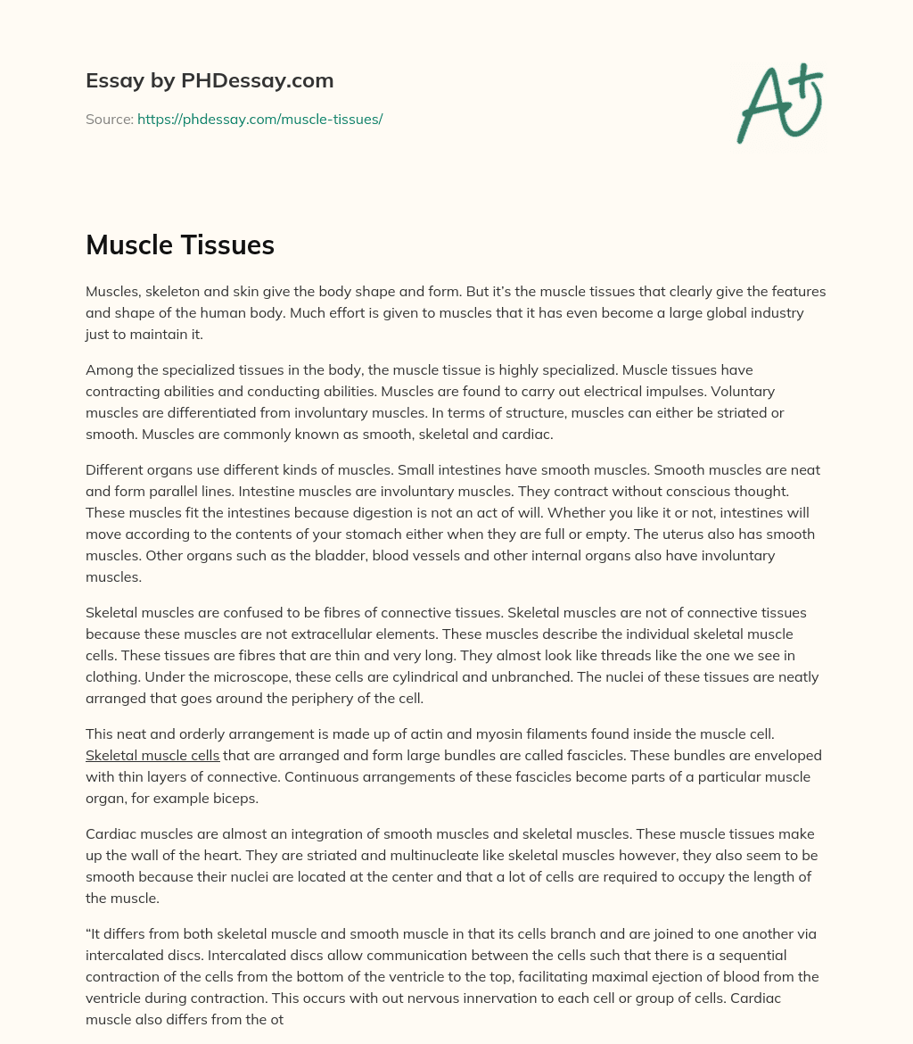 Muscle Tissues essay