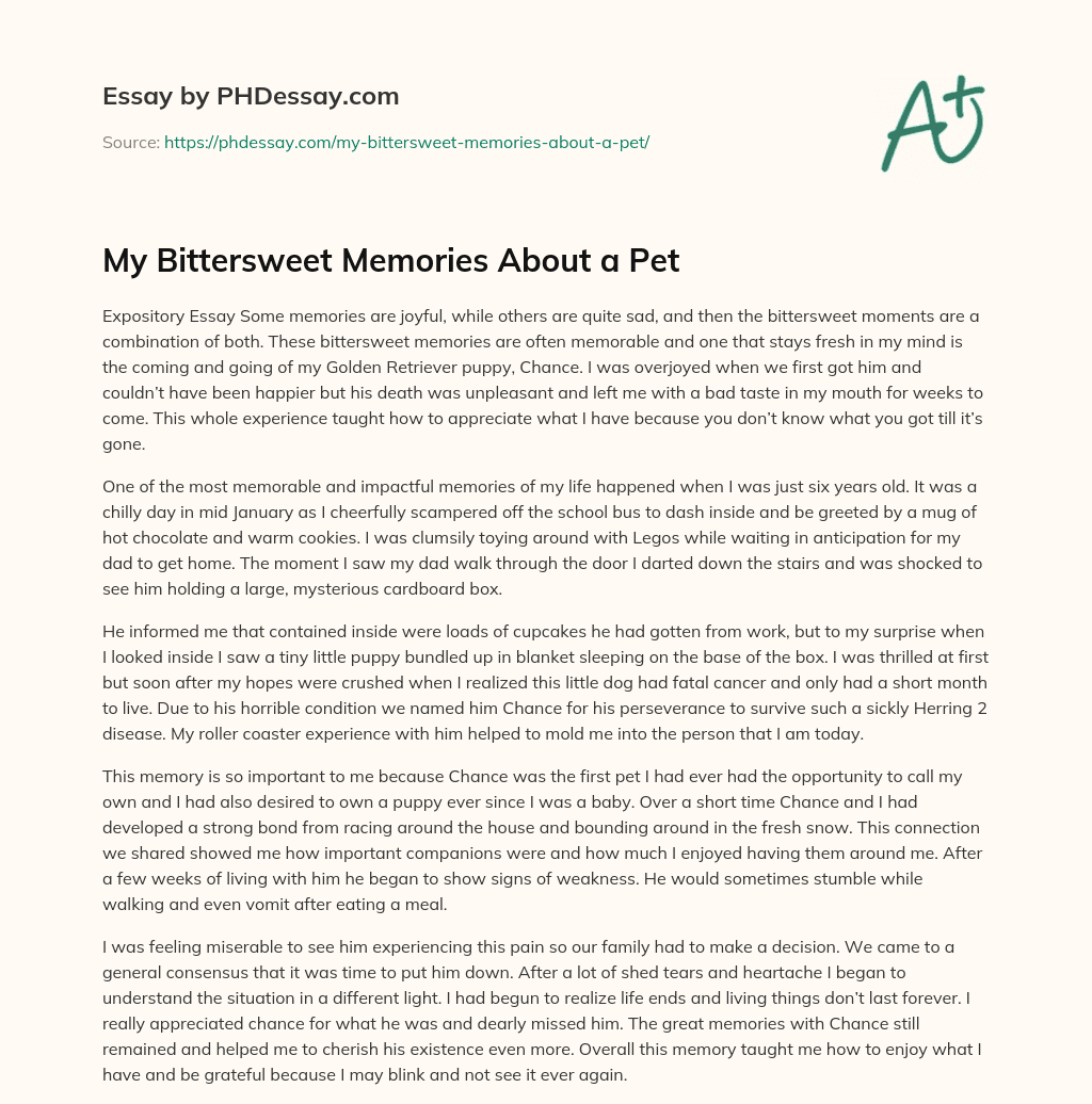 My Bittersweet Memories About a Pet essay