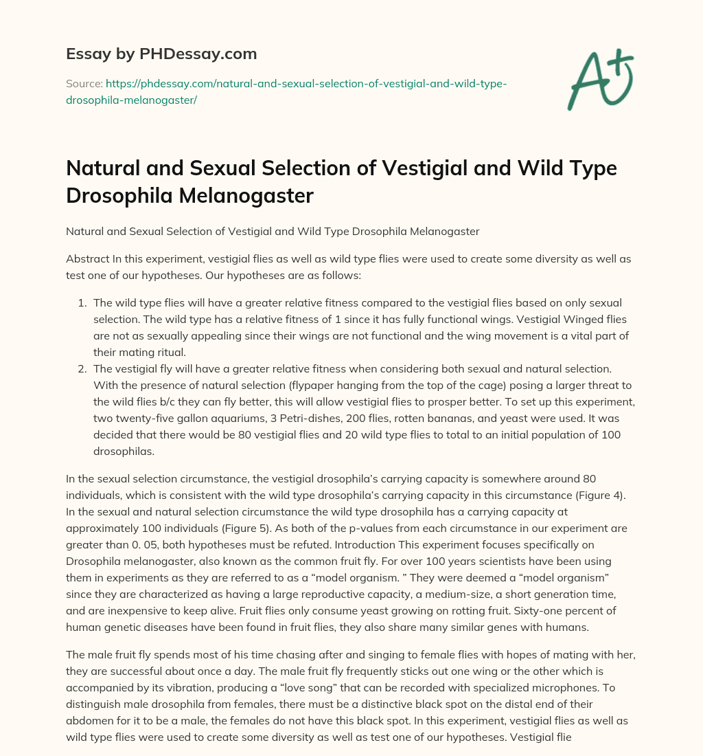 Natural and Sexual Selection of Vestigial and Wild Type Drosophila Melanogaster essay