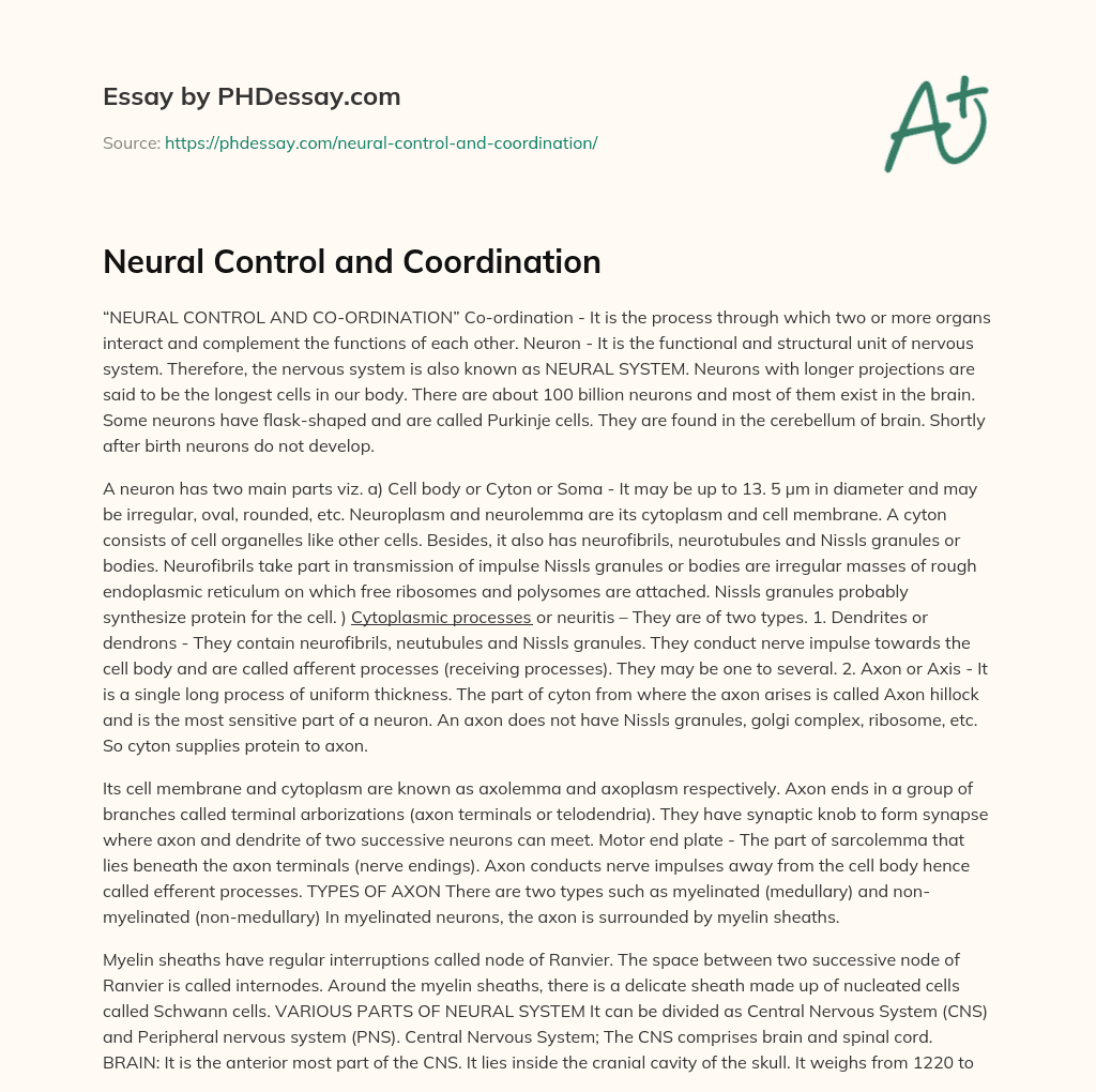 Neural Control and Coordination essay